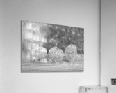 Ground Cherry Physalis Skeleton Triplets in Black and White  Acrylic Print