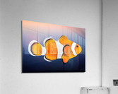 Clown Fish Acrylic Print