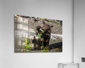 Lake Clark Bear Cub Playing with Leaves  Acrylic Print