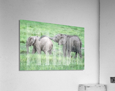Baby Elephants Hugging  Acrylic Print