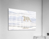 Polar Bear Ice Reflection Acrylic Print