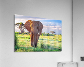 Elephant Kilomangero Acrylic Print