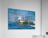 Orca Blowing Bubbles Acrylic Print