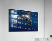 Tonga Calf Surfacing Acrylic Print