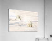 Polar Bears Walking Acrylic Print