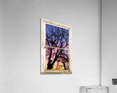 Colorful Tree White Farm House Window Portrai Acrylic Print