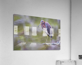 2022 Sept 27 TricoloredHeron01 Acrylic Print
