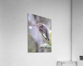 2022 Sept 27 TricoloredHeron03  Acrylic Print