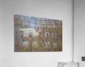 2022 Sept 27 WhiteIbis01 Acrylic Print