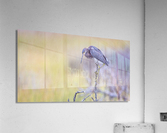 2022 Sept 27 TricoloredHeron02 Acrylic Print