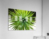 2022 Aug 30 Yucca01  Acrylic Print