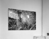 Pssst ...over here.  Acrylic Print