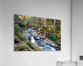 Breathing Forest - North Cascades National Park Acrylic Print