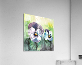 Pansies Acrylic Print