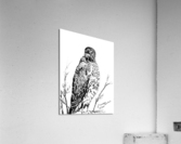 Hawk Acrylic Print