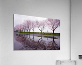 Rain of spring Acrylic Print