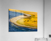 Buffalo by water Yellow Stone  2  2 2 Acrylic Print