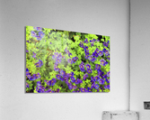 Purple flowers in greenery Acrylic Print