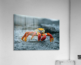 Sally Lightfoot on Lava Acrylic Print