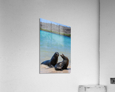 Sante Fe Sealions Acrylic Print
