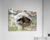 Galapagos Giant Tortoise Reflection Acrylic Print