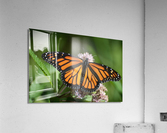 Monarch Acrylic Print