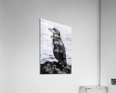 Galapagos Penguin Acrylic Print