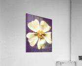 Jewel [ Winter Dream ] Acrylic Print