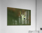 Are you gonna dance with me   Acrylic Print