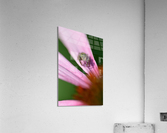 Gray spider on purple coneflower  Acrylic Print