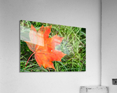 Red Maple Leaf Acrylic Print