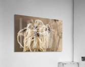 Frozen Flower Acrylic Print