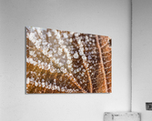 Winter Leaf Acrylic Print