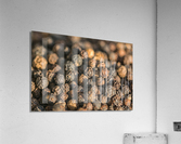 Pepper  Acrylic Print