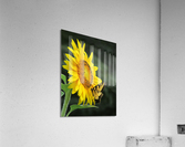 Pollen Miner Acrylic Print