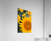 Sunflower Acrylic Print