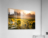 Sunflower Sunrise Acrylic Print