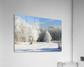 hoar frost on trees Acrylic Print