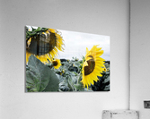 sunflower  Acrylic Print