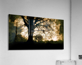 Oak Tree Acrylic Print