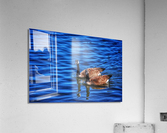 Canada  Geese  Acrylic Print