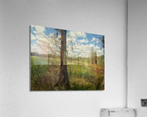 Tree in Field Acrylic Print