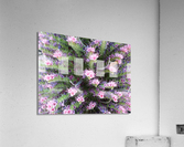 Flowers have Pistals Acrylic Print