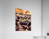 Chocolate Temptations Acrylic Print