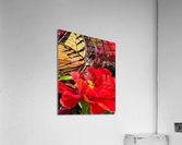 Tiger tail and Nectar Acrylic Print