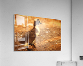 Uno the quick  Acrylic Print