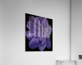 Purple petals Acrylic Print