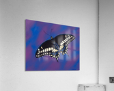 Freedom Acrylic Print