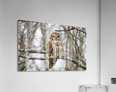Barred Owl Acrylic Print