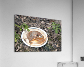 000011 Acrylic Print